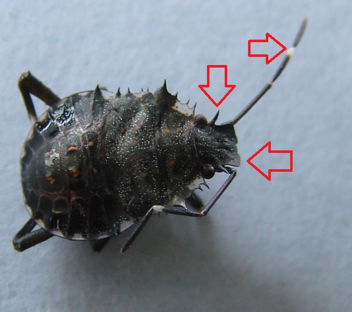 Pentatomidae: Halyomorpha halys - ninfa terminale (MI)